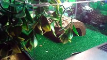 Aquatic Turtles - Above Tank Basking Area