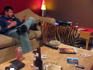 Friendly Tiger as a pet in home
