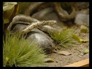 Kujdes nga rriqrat dhe gjarpërinjtë