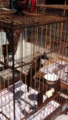 Chào Mào Trung Mang đấu giọng chuẩn