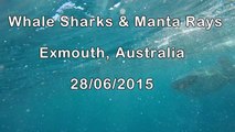 Whale Sharks & Manta Rays - Exmouth, Australia