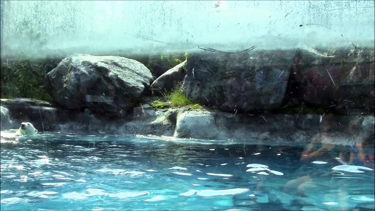 ours polaire de saint félicien