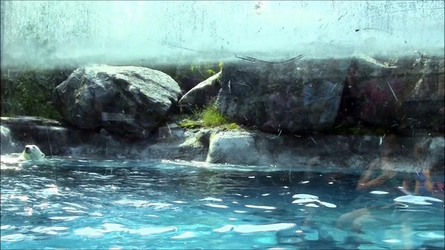 ours polaire de saint félicien