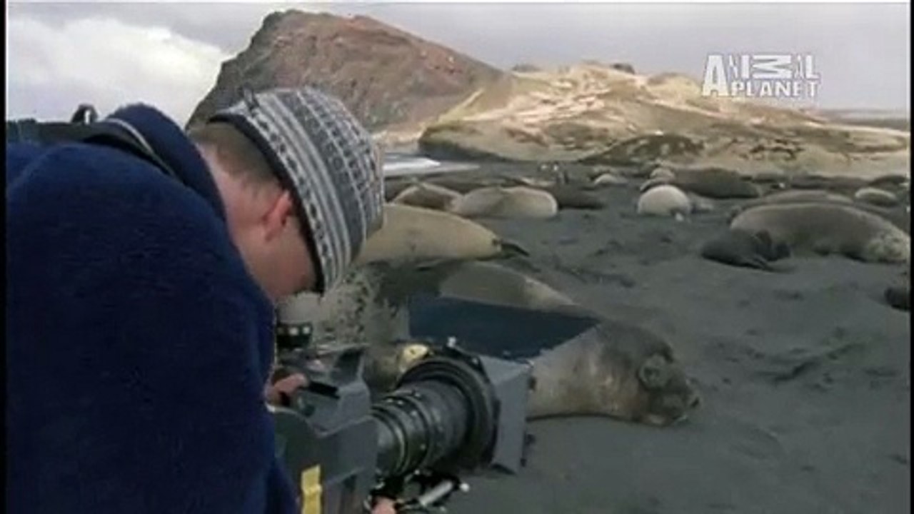 Wild Kingdom- Elephant Seal Birth