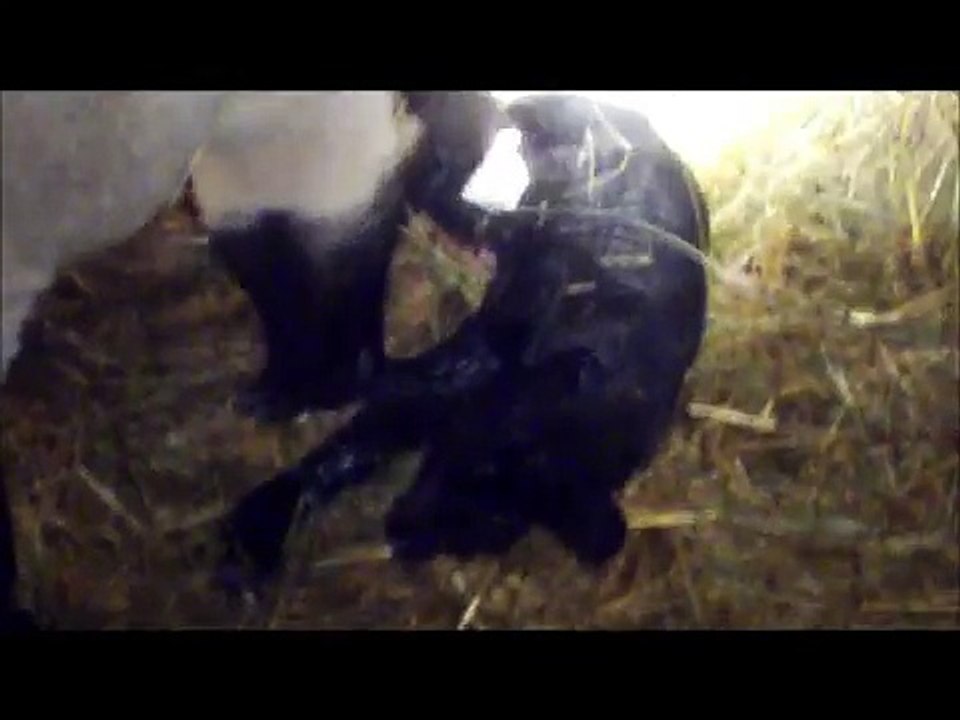 Sheep giving birth. LIVE!