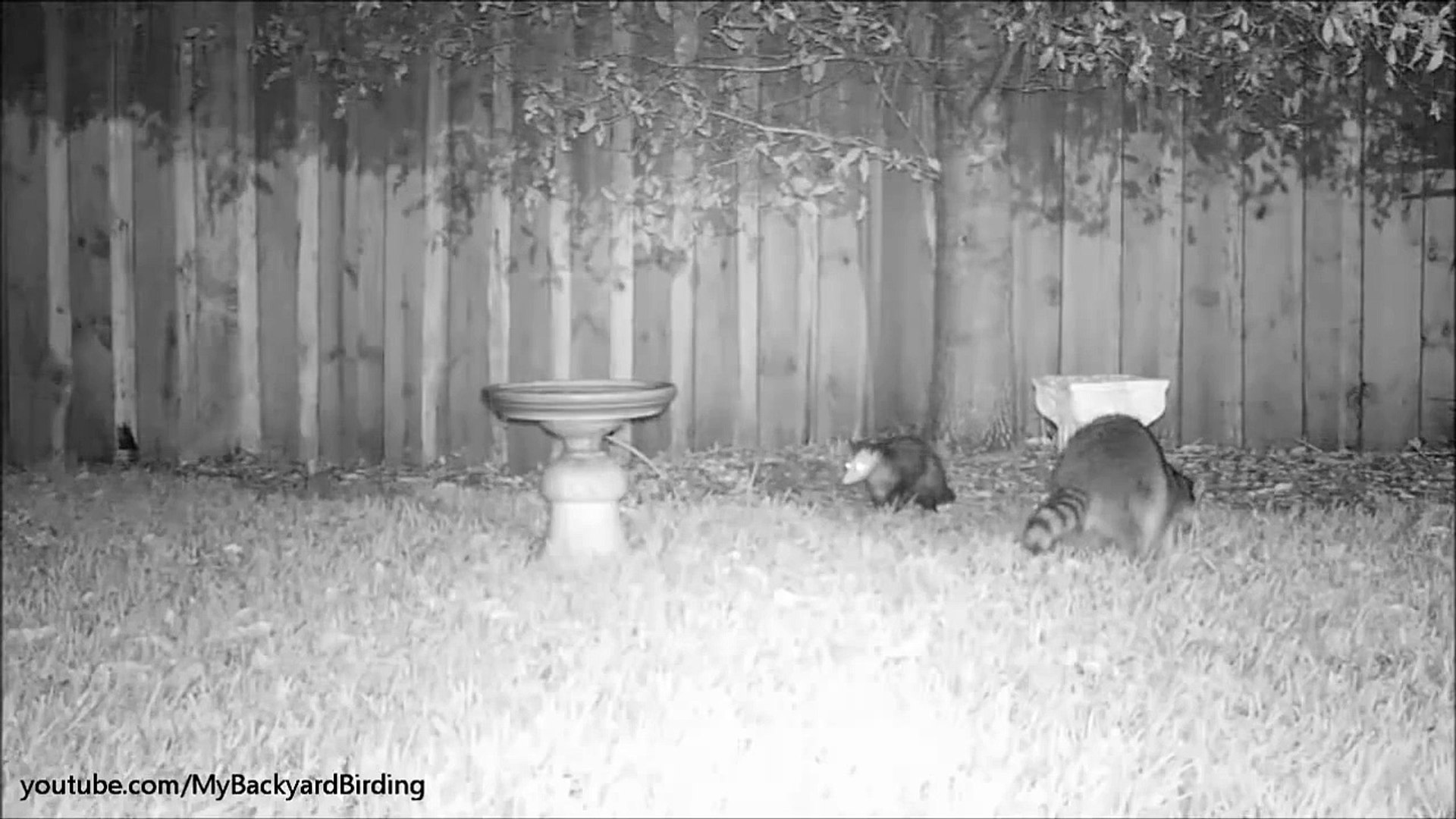 Possum and Raccoon Friends - Flying Armadillo!