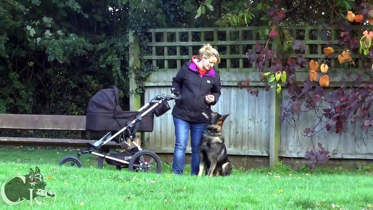 Chaperone K9: Family Protection Dog