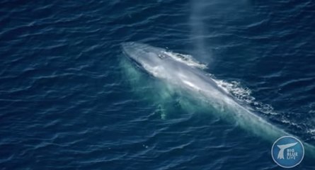 A quoi peut ressembler le coeur d'une baleine bleue ?