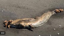 Dozens Of Whales Are Mysteriously Dying Off The Coast Of Alaska