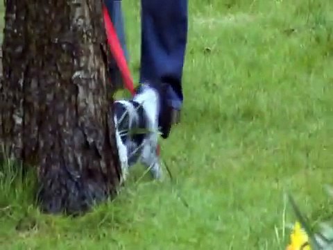 Cocker Spaniel Blue Roan Puppy Charlie Dog for Jo and Rob xxx