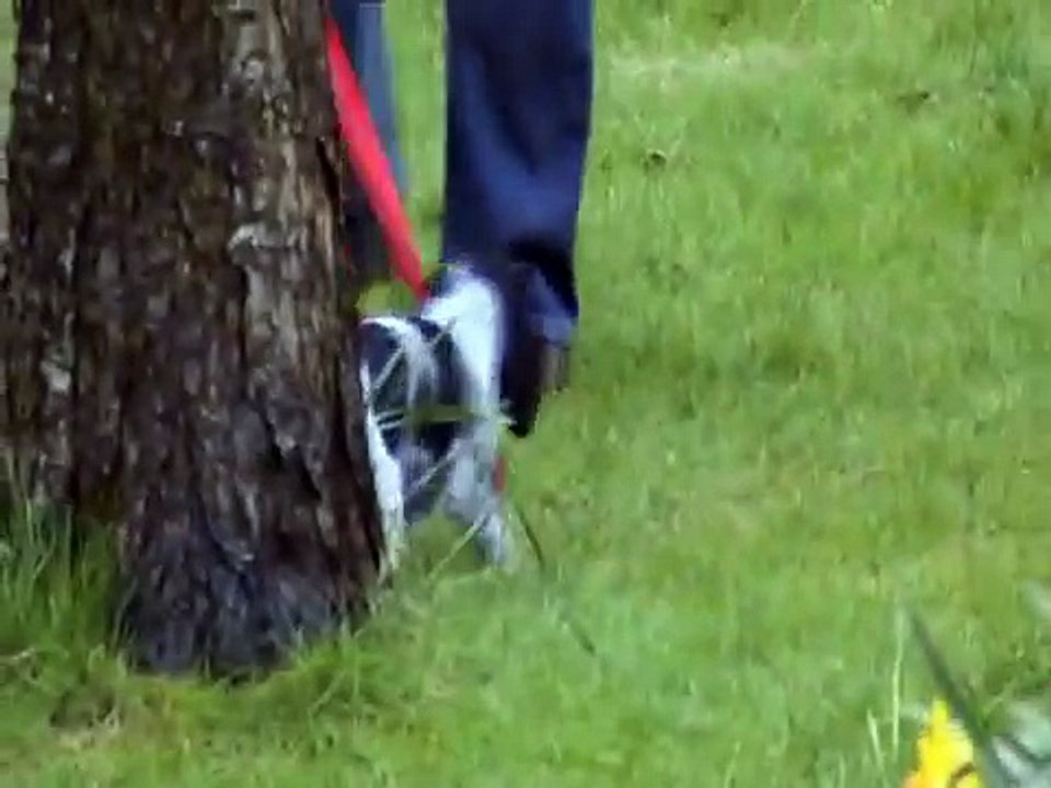 Cocker Spaniel Blue Roan Puppy Charlie Dog for Jo and Rob xxx