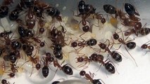 Camponotus sp. from Thailand