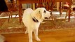 Great Pyrenees Howling
