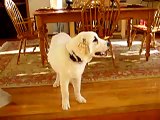 Great Pyrenees Howling