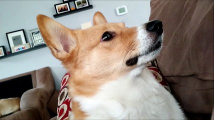 Un chien de garde pas très agressif... Wouffff