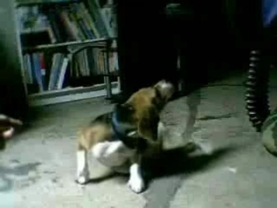 Billy mon chien