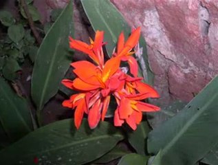 ne demiştin niçin caydın sözünden-suat sayın