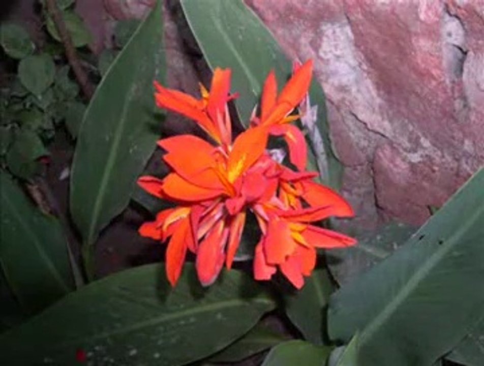 ne demiştin niçin caydın sözünden-suat sayın