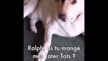 Se chien se sent trop coupable et va rendre ce qu'il a volé