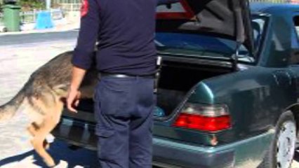 Lazarati vazhdon të jetë prodhuesi kryesor i hashashit për Shqipërinë