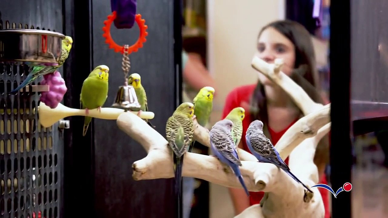 Choosing a Pet Bird - PetSmart