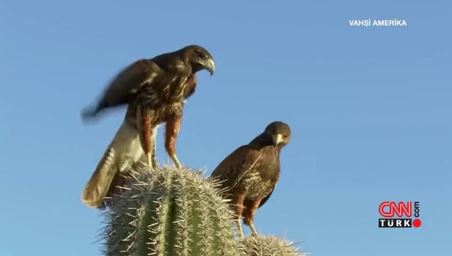 Şahinlerin Tavşan Avı