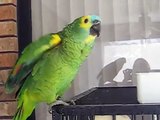 Blue Front Amazon Parrot talking parrot