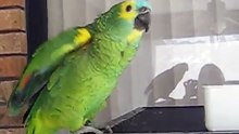 Blue Front Amazon Parrot talking parrot