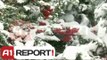 Evropë, reshjet e dëborës bllokojnë aeroportet dhe akset rrugore