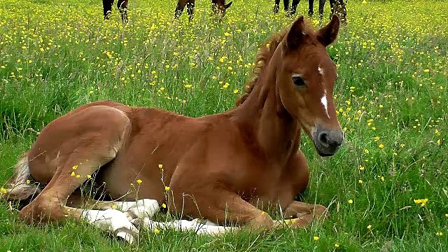 Krakatoa ELS (Colt) For Sale