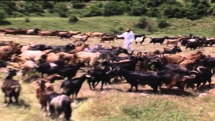 Fier, Përfundon vaksinimi i bagëtive të imta nga bruceloza