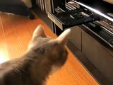 もったいないキャット - Blu-ray Cat -