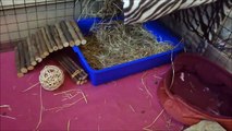 Cage accessories: Four things to liven up your guinea pig's cage!