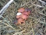 Baby Gouldian Finches 1-5 Days Old