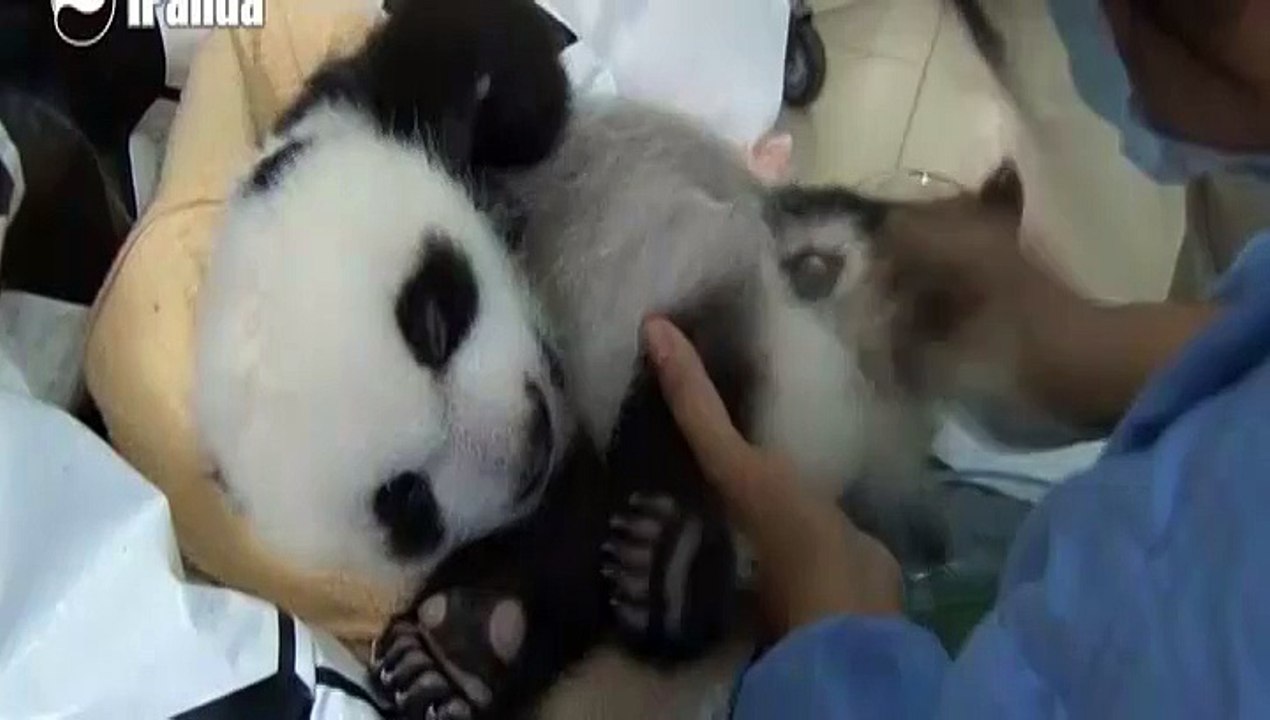 Dix bébés pandas géants en deux mois, les naiss...