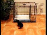 How To Potty Train A Cavalier King Charles Spaniel Puppy - Cavalier King Charles Spaniel Puppies