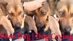 Dog Crying - Dog Cry | This is a reaction of a dog after being rescued with her puppies ! WOW