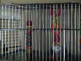 Chester the talking african grey parrot