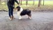Our rough collie boy Maiky 7 month old