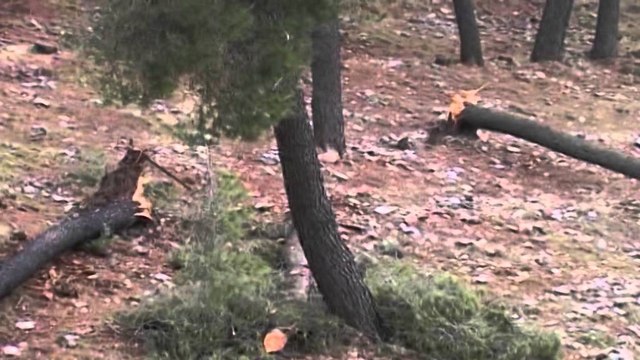 Librazhd, sherr në tenderin e shfrytëzimit të pyjeve, një person qëllon me pistoletë