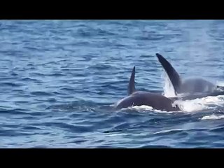 Orcas Attack and Consume a Pregnant Elephant Seal