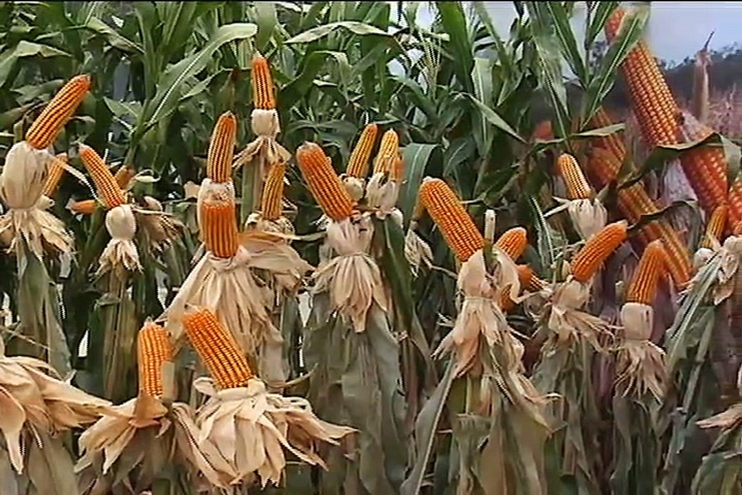 21 de agosto de 2015  Tropical Cis AGROEXPO