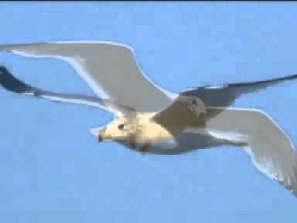 Devis Xherahu  - Nje zog I vogel (Official Video)