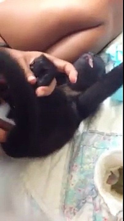 Diaper changing for Maggie, The Howler Monkey