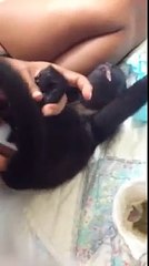 Diaper changing for Maggie, The Howler Monkey