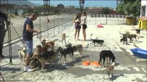 Animalistët në Vlorë ndërtojnë një azil për qentë e rrugës
