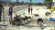 Animalistët në Vlorë ndërtojnë një azil për qentë e rrugës