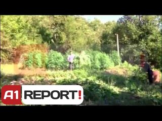 Tiranë, policia asgjëson 2 000 rrënjë hashash të mbjella në 11 parcela