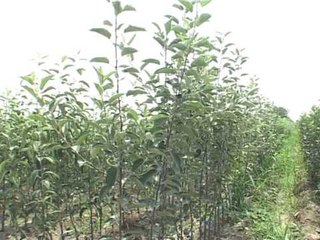 Lajme - Me Agronomin Pjeter Frrokaj