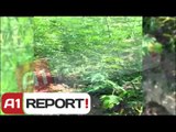 Shkodër, asgjësohen 9 mijë rrënjë kanabis, në hetim kryeplaku i fshatit